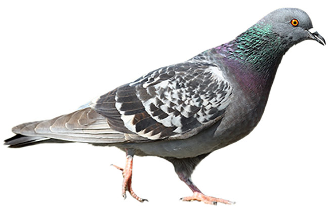 Piegon